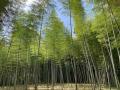 【1日1組完全貸切】1,000平方メートル の竹林をまるご
