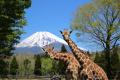 【JAF静岡】猛獣との距離は約20cm！JAF会員限定の特別