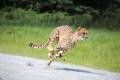 【JAF静岡】猛獣との距離は約20cm！JAF会員限定の特別
