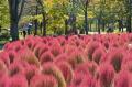 コキアが真っ赤に紅葉しました（国営みちのく杜の湖畔