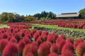 コキアが真っ赤に紅葉しました（国営みちのく杜の湖畔