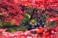 弘前城の秋を彩る「弘前城菊と紅葉まつり」2026年10月