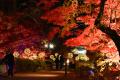 弘前城の秋を彩る「弘前城菊と紅葉まつり」2026年10月