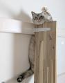 猫の名脇役である『猫壱』が選ぶ「日本一、福を招きそ 猫の名脇役である『猫壱』が選ぶ「日本一、福を招きそ