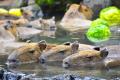 “伊豆の冬の風物詩” 伊豆シャボテン動物公園で「元祖