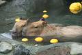 “伊豆の冬の風物詩” 伊豆シャボテン動物公園で「元祖