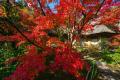 【佐賀県】“真紅の世界に、こころ躍る”　昨年4.6万人
