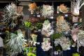 日本最大級の“爬虫類×珍奇植物”マーケットが誕生！『