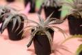 日本最大級の“爬虫類×珍奇植物”マーケットが誕生！『