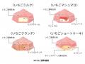 スギ薬局グループ創業50周年!いちごづくしのバラエテ スギ薬局グループ創業50周年!いちごづくしのバラエテ