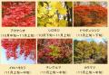 【六甲高山植物園】「紅葉」ひと足早く、まもなく見頃