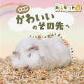 人気No.1のモルモットはどの子? 足立区生物園が「第 人気No.1のモルモットはどの子? 足立区生物園が「第