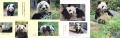 上野動物園のパンダ写真集がフェリシモ「パンダ部」よ