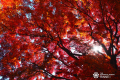 新しい紅葉体験「ゼロ距離紅葉」を提案。「紅葉を見に 新しい紅葉体験「ゼロ距離紅葉」を提案。「紅葉を見に