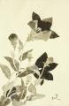 堀文子と挿絵『寂庵こよみ』挿絵原画展 -「花の画家」