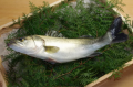 日本の旬漁を楽しむ！秋のお魚料理教室を開催します！