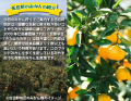 みやま市で楽しむ「山川みかん」狩りとハーブティー作 みやま市で楽しむ「山川みかん」狩りとハーブティー作