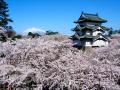 大雪で倒木した弘前公園の推定樹齢260年の松と桜を、