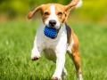 【愛犬とカヤック、そのままキャンプ泊も】11月7日「 【愛犬とカヤック、そのままキャンプ泊も】11月7日「