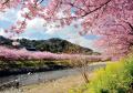 伊豆に春を告げる河津桜まつりが2月1日（木）より開始