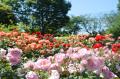 【入園無料】春バラ約160品種・360本が見頃「春のロー