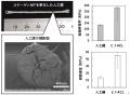 コラーゲン繊維と類似したナノ構造を持つコラーゲンマ