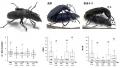 【岡山大学】雄間闘争で脚を噛まれて負けた甲虫のオス