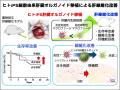 ヒトiPS細胞由来の肝臓オルガノイド移植による革utf-8