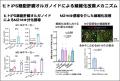 ヒトiPS細胞由来の肝臓オルガノイド移植による革utf-8