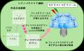 【東京農業大学（共同研究）】ビリン合成制御にutf-8