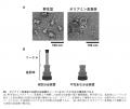 病原細菌サルモネラは宿主ポリアミンを利用し、utf-8