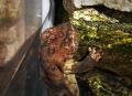 【京都水族館】五感でオオサンショウウオを知りutf-8