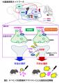 パーキンソン病治療薬による意思決定障害に関わutf-8