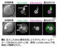 世界初！卵子にDNA溶液を注入することで人工細胞utf-8