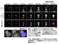 世界初！卵子にDNA溶液を注入することで人工細胞utf-8