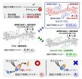 有機太陽電池の性能向上に成功！-有機半導体の励起子