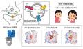 クライオ電子顕微鏡による小胞型モノアミン輸送体の分