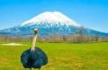 北海道ニセコ町の魅力を映像×音楽で発信！「ニセコ町