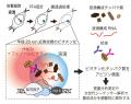 “スナップショット”解析によって核内構造体が形utf-8