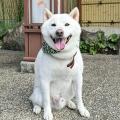 「楽天トラベル」、犬の日に合わせて、宿の看板犬ラン