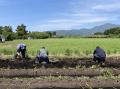 鹿児島県大隅半島の小いもプロジェクトから誕生utf-8