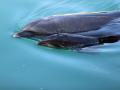 【下田海中水族館】元気に育て！イルカの赤ちゃん！！