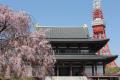 くちびるから、しあわせの予感。 「桜お守りリップ」