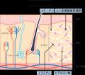 株式会社ラメリア・ジャパン、九州大学との共同研究で