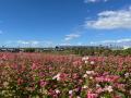 赤蕎麦の花が見頃の筑後広域公園にフォトスポット「ち