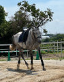 【引退した競走馬をどうする？】産学連携によるプロジ