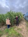 ご縁の町出雲でブラジル人雇用でサトウキビ収穫utf-8