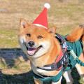 動物たちと癒しのマザー牧場クリスマス！「クリスマス