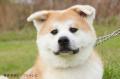 秋田キャッスルホテルが開業55周年を迎えます。秋田犬