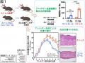 【岡山大学】精神的ストレスがアトピー性皮膚炎を悪化